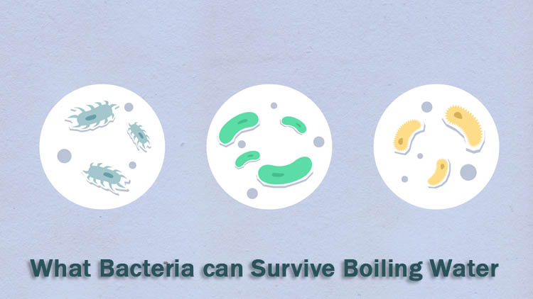 What bacteria can survive boiling water
