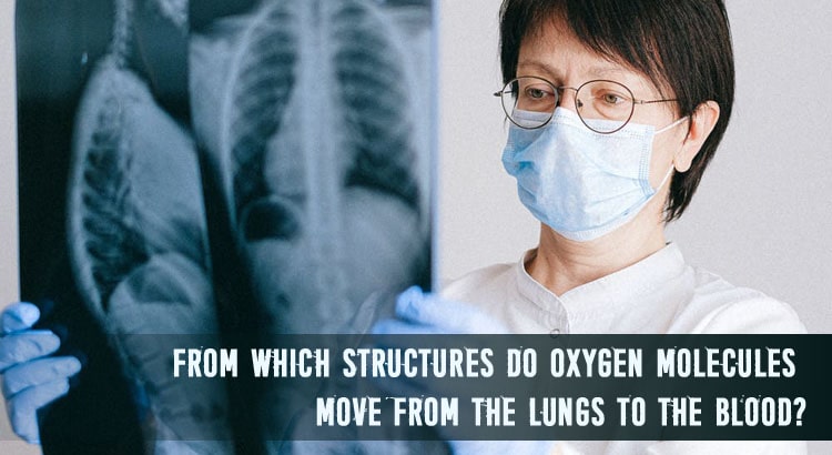 From Which Structures do Oxygen Molecules Move from the Lungs to the Blood