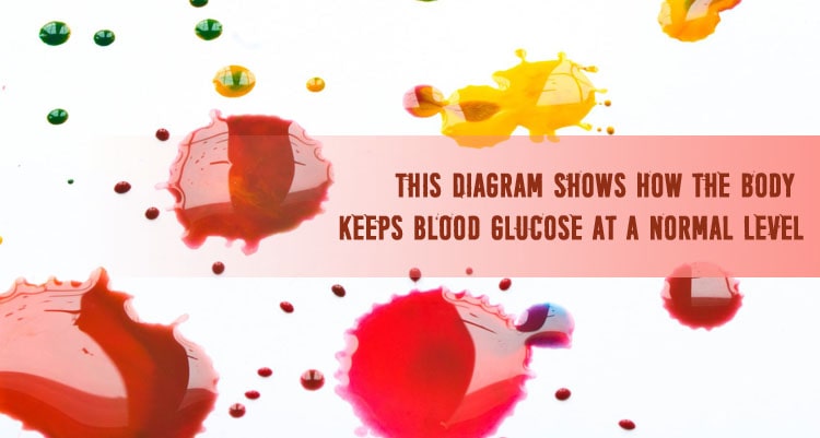 This Diagram Shows How the Body Keeps Blood Glucose at a Normal Level
