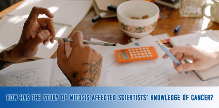 How has the Study of Mitosis Affected Scientists' Knowledge of Cancer